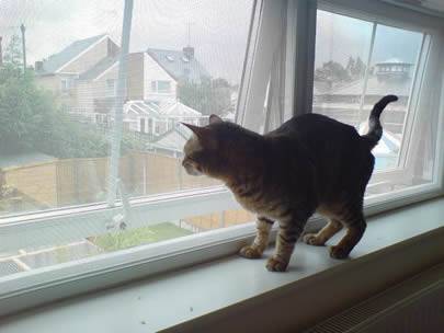 Pencere kenarında bir kedi duruyor ve pencere galvanizli böcek ekranından yapılmıştır.