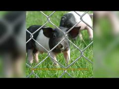 Amerikan Temp Zincir Bağlantı Çit Kumaşı 6 Ft X 8 Ft Çevre Devriye Panelleri Galvanizli GAW