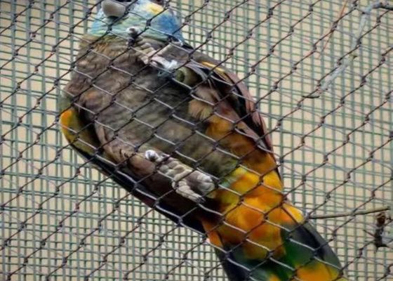 Ss 304 Ss 316 Paslanmaz Çelik Halatlı Tel Örgü Satılık Paslanmaz Çelik Yüksük Halatlı Örgü